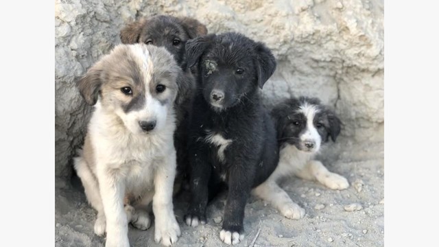GharPups