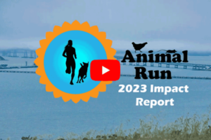 2023 Animal Run Impact Report video